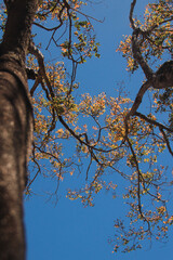 Fototapeta premium Tree with yellow leaves com blue sky