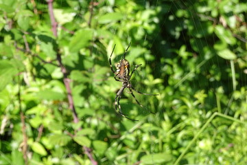 Argiope Bruennichi, Orb-web Wasp Spider