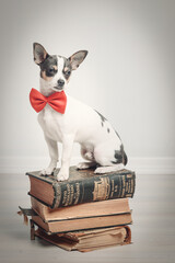 chihuahua  gracioso con pajarita 