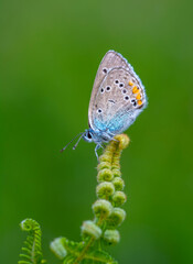 Macro shots, Beautiful nature scene. Closeup beautiful butterfly sitting on the flower in a summer garden.

