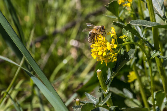 Bee on a yellow flower in the middle of the wildflower meadow