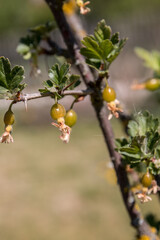 Little green gooseberries on the shrub in the garden