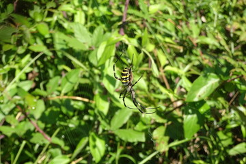 Argiope Bruennichi, Orb-web Wasp Spider