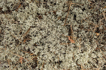 light blue moss close-up in full frame, background of moss.