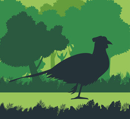 wild pheasant bird animal silhouette in landscape scene