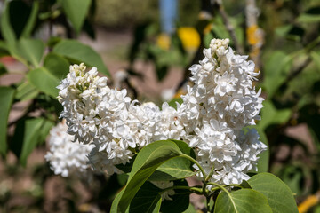 White flowers in the middle of the wildflower meadow