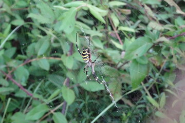 Argiope Bruennichi, Orb-web Wasp Spider