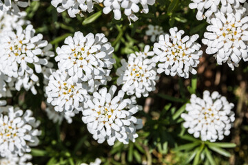 White flowers in the middle of the wildflower meadow
