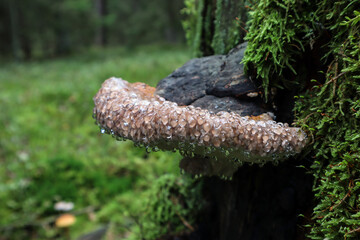 Tinder mushroom growing on a stump, close-up, with drops of its own juice.