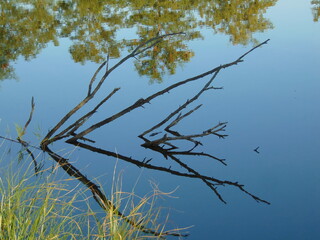 branches of a tree