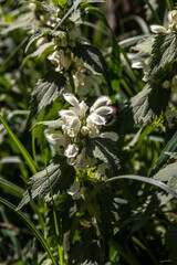 White blossoms of deadnettles on the green meadow