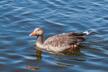 Greylag Goose (Anser anser) in park, Germany