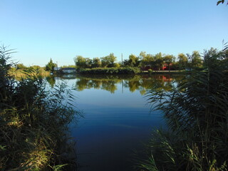 reflection of trees in water