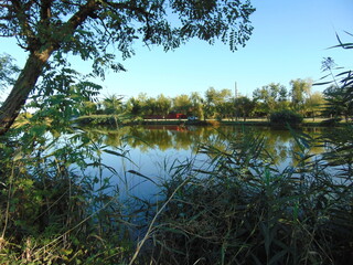 reflection of trees in the lake