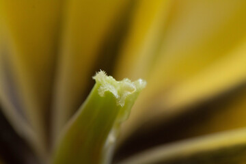 fiore giallo e nero con primo piano dei pistilli