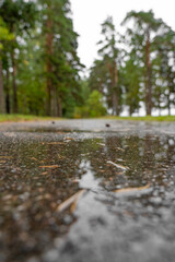 Footpath in damp pine forest