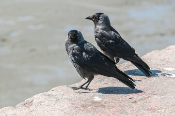 Western Jackdaw (Corvus monedula) in park, Husum, Schleswig-Holstein, Germany