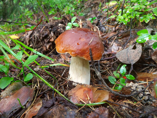 Boletus edulis mushroom