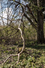 Broken branches of a tree in the middle of the forest