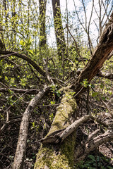 Broken branches of a tree in the middle of the forest