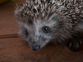 Young hedgehog i on the wood background