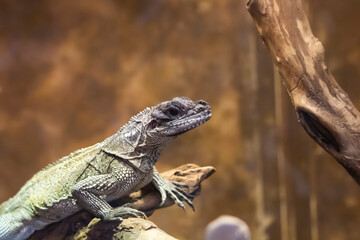 Close up picture from a lizard
