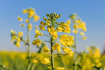 Rapeseed (Brassica napus), also known as rape, oilseed rape. Blooming rapeseed and blue sky in the background.