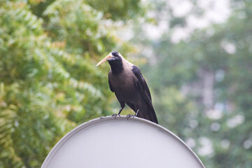 Indian Black Carrion Crow.