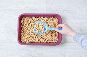 Wood litter of litter for cats in a burgundy tray on blue scoop in the hand of a Caucasian woman.