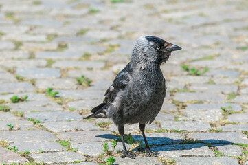 Western Jackdaw (Corvus monedula) in park, Husum, Schleswig-Holstein, Germany