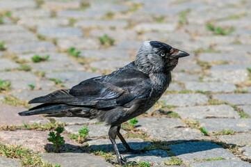 Western Jackdaw (Corvus monedula) in park, Husum, Schleswig-Holstein, Germany