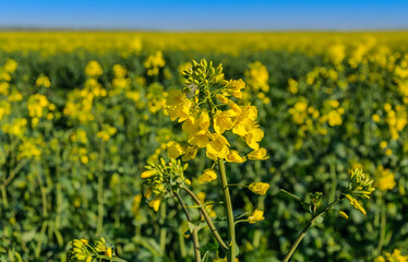 Rapeseed (Brassica napus), also known as rape, oilseed rape. Blooming rapeseed and blue sky in the background.