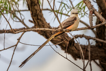 Scissortail Flycatcher (Tyrannus forficatus) perched in a tree