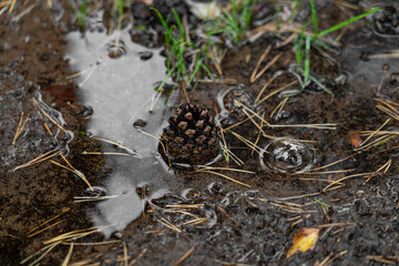 Footpath in damp pine forest