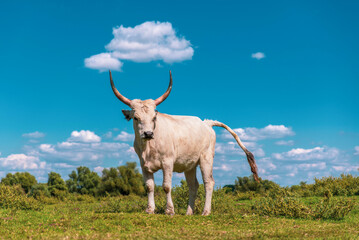 Obraz premium White cow with long horns standing alone in a green meadow