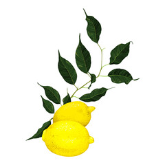 Yellow lemon citrus fruit branch with green leaves isolated on white background vector art