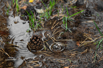 Footpath in damp pine forest