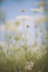 Beautiful white wildflowers on a summer day. Vegetation of alpine meadows in summer.