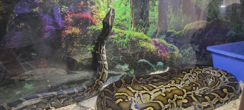 Python