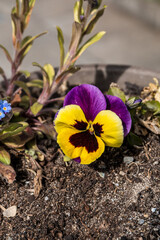 Yellow and violet flower in the garden