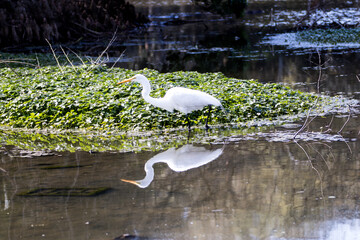 reflejo en el lago