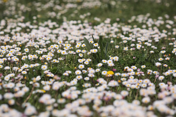 Meadow of daisy flowers or bellis perennis. beautiful white wildflowers on a summer day. Vegetation of alpine meadows in summer.