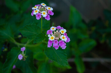 Lantana Camara colored flowers purple and yellow