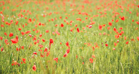 Field of red wild poppy flowers growing in green unripe wheat