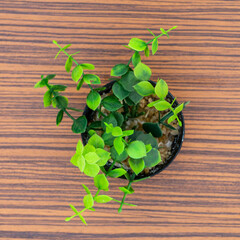 Green potted plants for decoration isolated on a brown zebra wood table