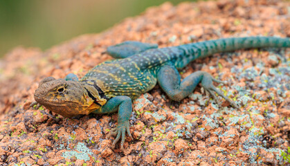 Eastern Collared Lizard, also known as a Mountin Boomer (Crotaphytus collaris) in OKlahoma's Wichita Mountains