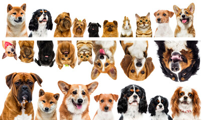 Obraz premium set of group of pets peeping