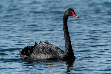 Naklejka premium black swan on the water