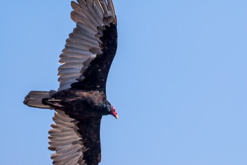 Turkey Vulture (Cathartes aura) in Piedras Blancas, California, USA