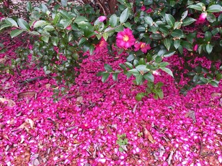 Camellia flower in blooming are falling on ground, with rose red petals covered the ground creating a beautiful romantic background view in Brookgreen gardens, near Myrtle beach, South Carolina 